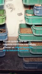 Una granja doméstica de insectos revoluciona la industria de alimento aviar