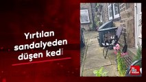 Yırtılan sandalyeden düşen kedi