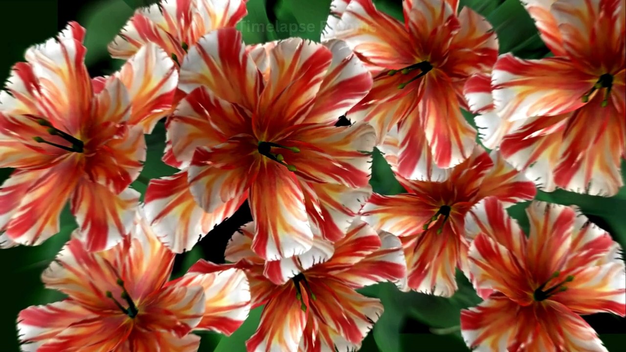 Most Beautiful Flowers in the Earth Flowers Blooming Timelape Blooms