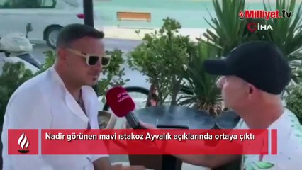 Nadir görünen mavi ıstakoz Ayvalık açıklarında görüntülendi