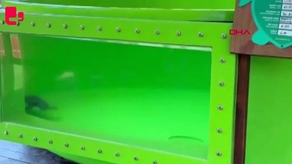 Balık ağlarına dolanan deniz kaplumbağasının dışkısında 27 plastik atık