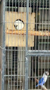 #trending #viral #usa #shortvideo #baby #parrot #parrotlover #parrottalking #lovebirds #pet #birds