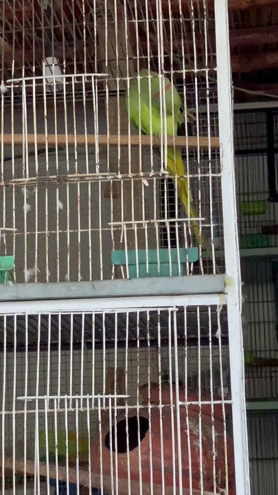 #trending #viral #usa #shortvideo #baby #parrot #parrotlover #parrottalking #lovebirds #pet #birds