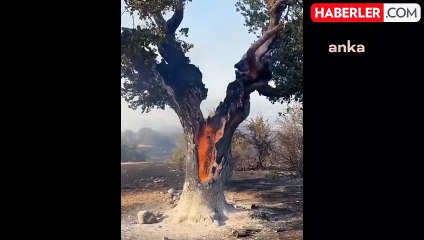 Orman Genel Müdürlüğü: "Son Bir Haftada 334 Yangınla Mücadele Ettik"