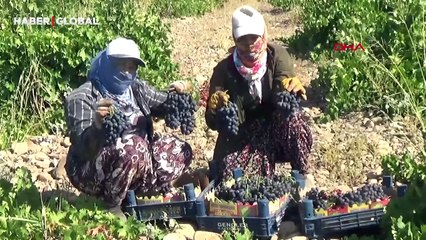 Gaziantep’te üzüm hasadı halay eşliğinde başladı