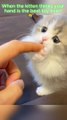Kitten's New Favorite Toy: Your Hand! ✋