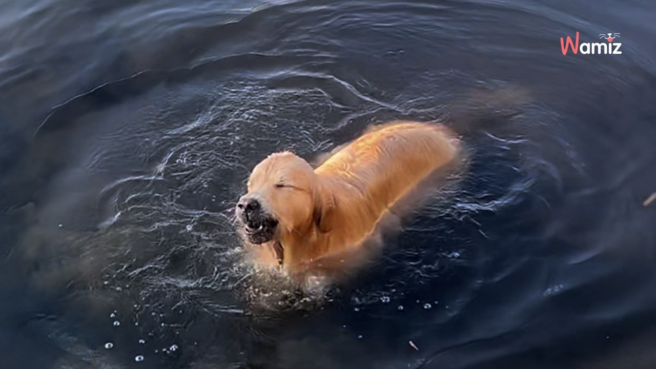 Elle laisse son chien sortir dans le jardin et il ne revient pas : elle découvre son rituel étrange (vidéo)