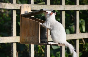 Rare white squirrel spotted on a feeder in East Sussex