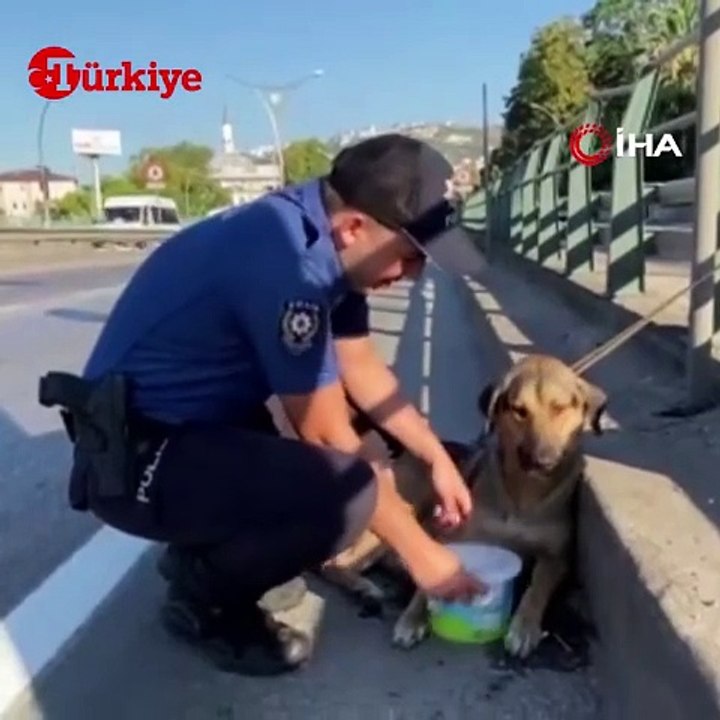İzmir polisinden yaralı köpeklere yardım eli!