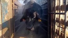 A buffalo is taking a bath in the farm ।। Watch this interesting video ।।