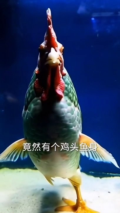 Allah ke kudrat ke najare pets and animal