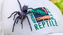 Descubren en Australia la araña más letal del mundo y la  trasladan inmediatamente a un programa especial