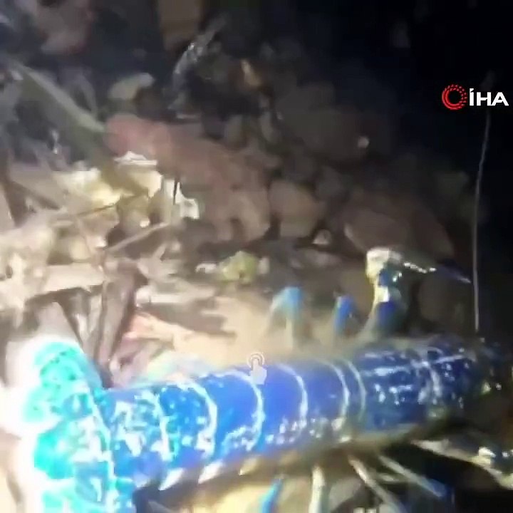 Dünya genelinde 200 milyonda 1 görülen mavi ıstakoz, Balıkesir Ayvalık açıklarında görüntülendi.