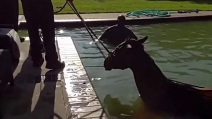 Police officers rescue horse from Oklahoma swimming pool