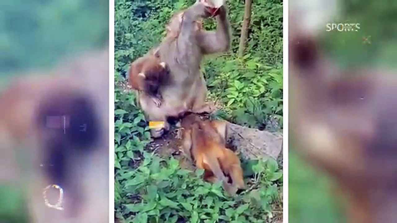 Monkey_funniest_moment_(360p)