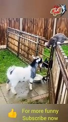 crazy goats .. This is why GOATS.....  the FUNNIEST ANIMALS try not to laugh