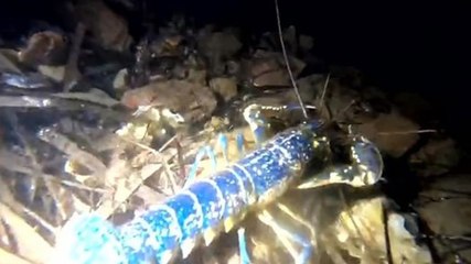 Nadir rastlanıyordu:  Ayvalık'ta görüntülendi