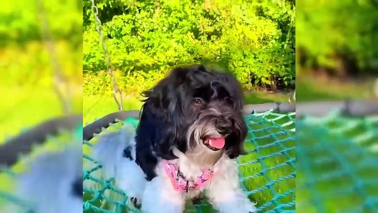 Funniest Animals 2024  Craziest Cats and More! 