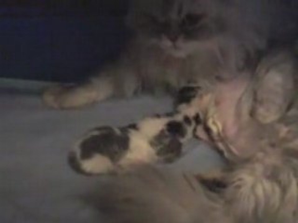 Bébés chats - 2ème jour