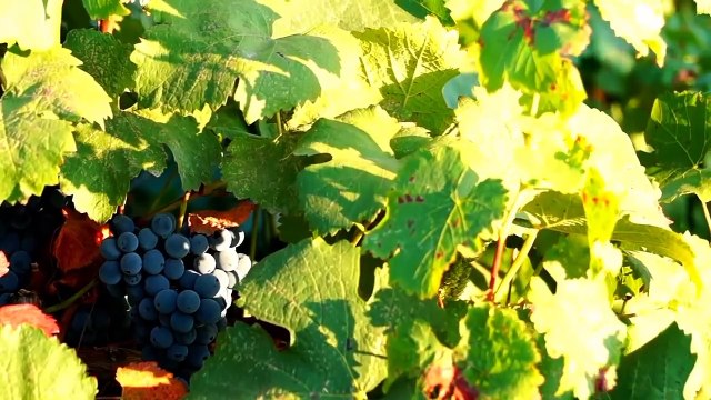 Heart touching surah Yaseen by Qari Abdul Rahman al Sudais