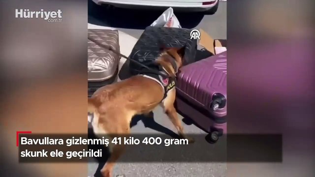 Bavullara gizlenmiş 41 kilo 400 gram skunk ele geçirildi