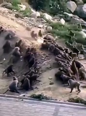 2 groupes de singes en mode Hooligans