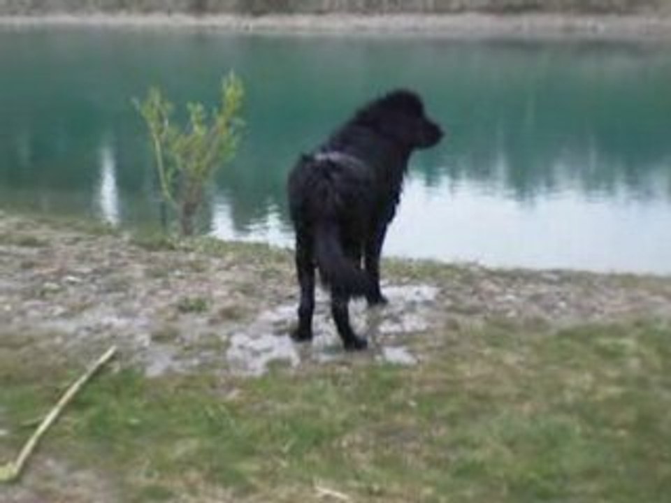 Caline 3