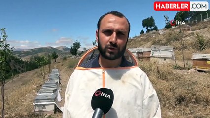 Sivas'ta Üretilen Arı Sütü Sağlık İçin Yüksek Değer Taşıyor