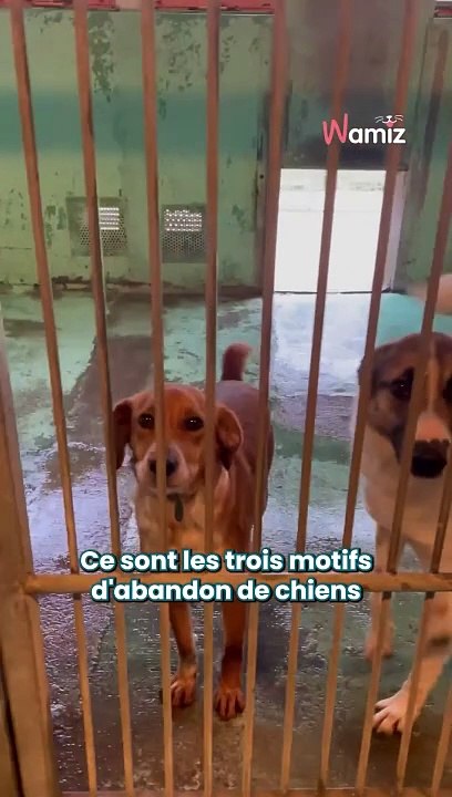 Les refuges sont chaque année saturés. C’est sans fin… Comment réduire les abandons quand les principaux motifs sont liés à un manque de réflexion  On continue la sensibilisation et pourtant…  Les chiens dans cette vidéo sont