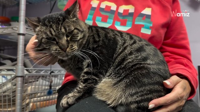 Video. Trovano un gatto malridotto davanti al rifugio: ecco come riconquistano la sua fiducia!