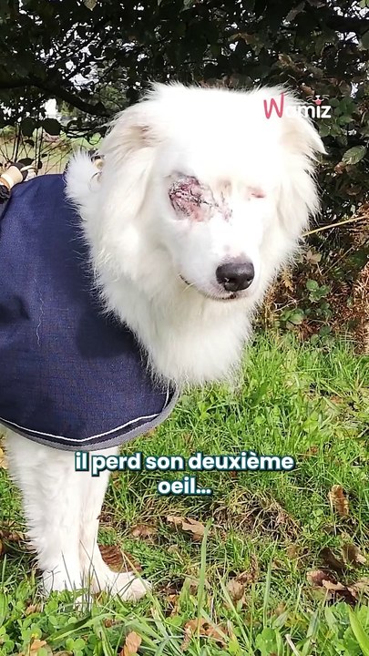 Un destin bouleversant transformé par l’amour  À cause des erreurs humaines, la vie de Jersey a changé de manière radicale  Mais son histoire ne s’arrête pas là… Découvrez comment une rencontre inattendue a complètement chang