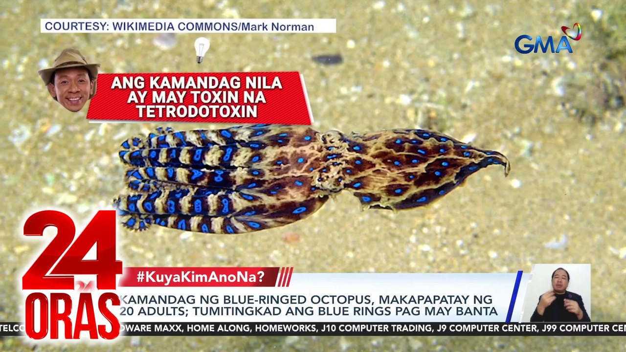 Pugitang namataan ng vlogger sa Cebu, makamandag na blue-ringed octopus nga ba? | 24 Oras