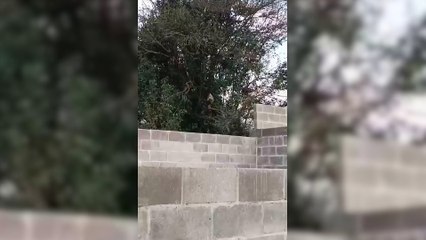 Moradora reclama de barulho de galinhas em condomínio residencial em Cascavel