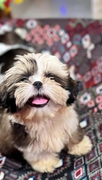 Filhote de shih-tzu de idosa some na Ribeira, e família da senhora faz apelo: Está inconsolada