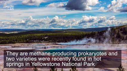 Скачать видео: Methane Producing Organisms Found Lurking in Yellowstone Hot Springs and Beyond