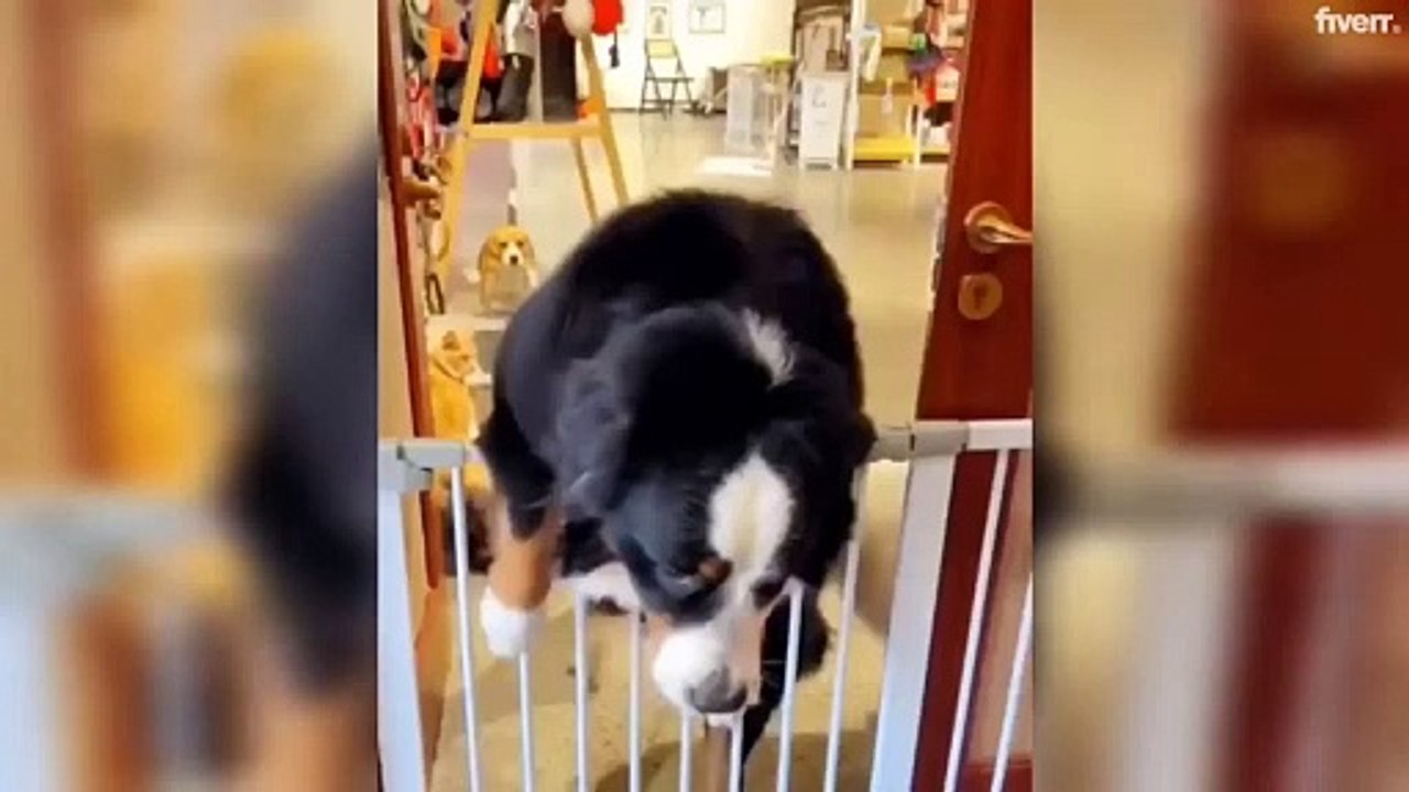 Paws-itively Hilarious- Dogs and Cats Failing Spectacularly!
