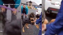 La reacción de un mastín tibetano al encontrarse con quienes lo trajeron al mundo es puro amor