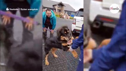 La reacción de un mastín tibetano al encontrarse con quienes lo trajeron al mundo es puro amor