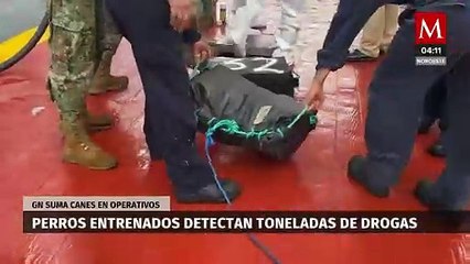 En cinco años, perros de la Guardia Nacional han logrado decomisos de 15 toneladas de drogas