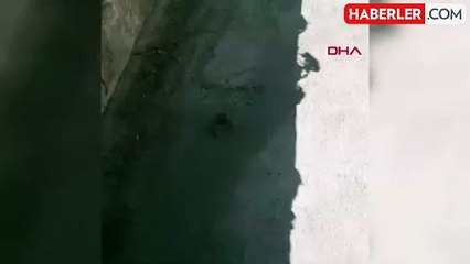 Kafası Kesilmiş Yavru Kedi Bulundu