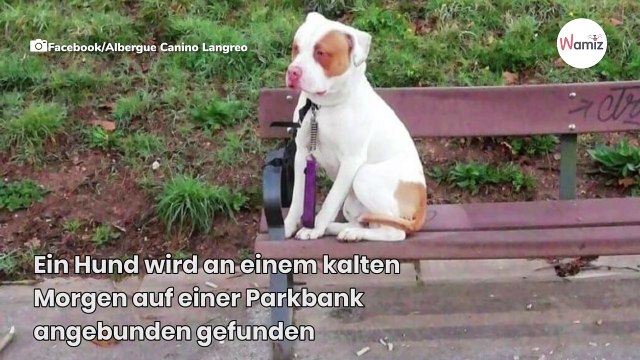 Hund in Park zurückgelassen: Frauchens Ausrede bringt alle zum Kochen