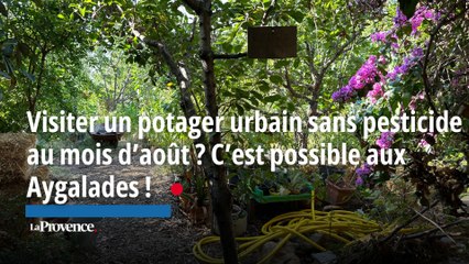 Visiter un potager urbain sans pesticide au mois d’août ? C’est possible aux Aygalades !