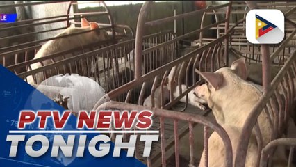 Agri sector welcomes FDA’s CPR for ASF vaccine