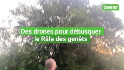Des drones pour débusquer le Râle des genêts