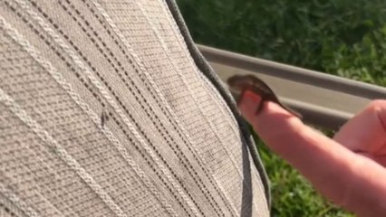 Tiny chameleon uses its tongue to catch a fly perfectly