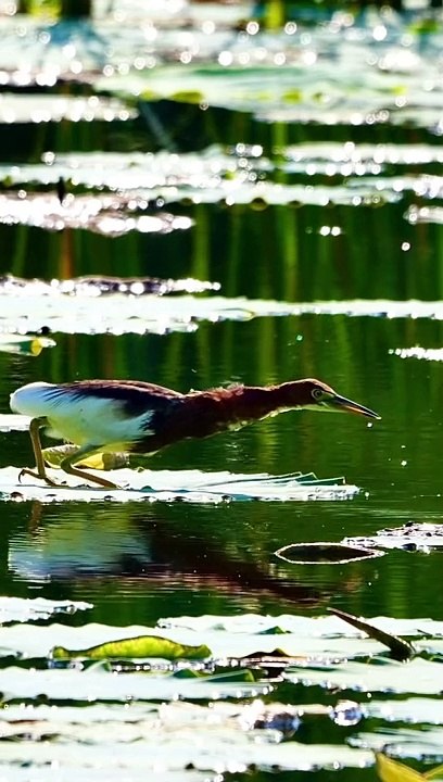 Amizing waw animals‍⬛