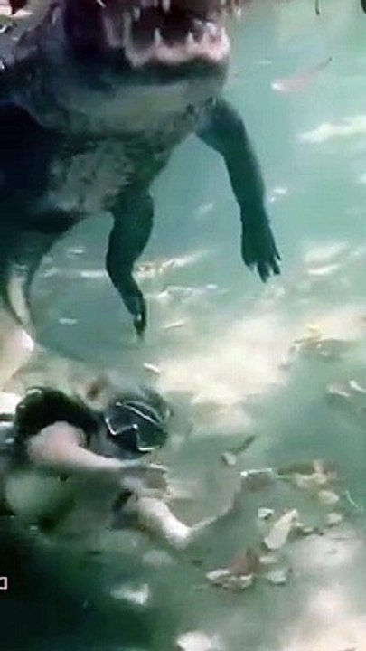 swimming with alligator