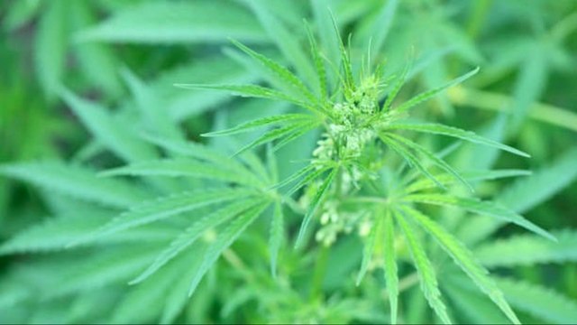 La Marihuana Ayuda A Reducir El Consumo De Opiáceos