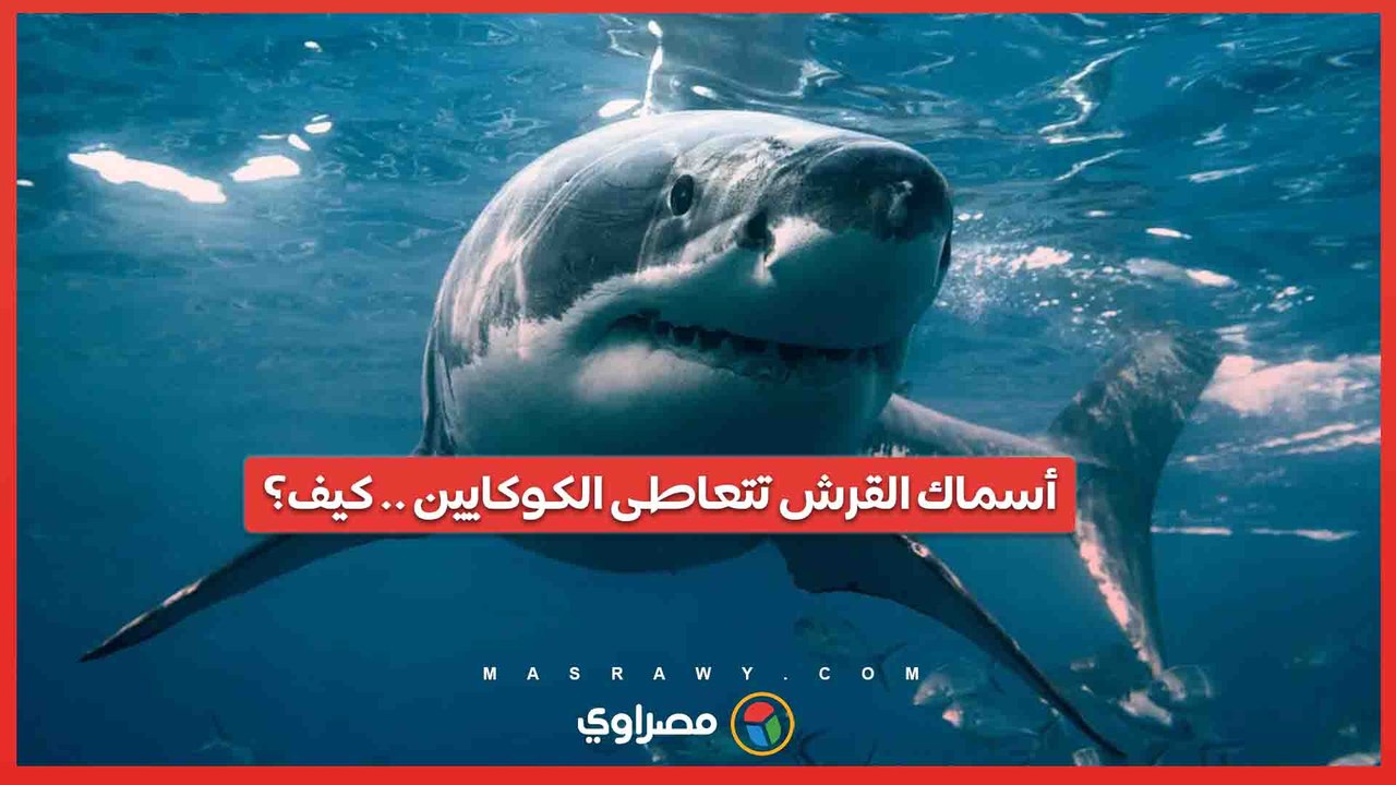 أسماك القرش والكوكايين .. اكتشاف صادم في سواحل...