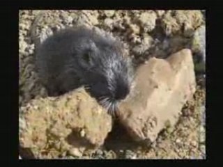 La prima nuotata di Willy - cucciolo di Nutria
